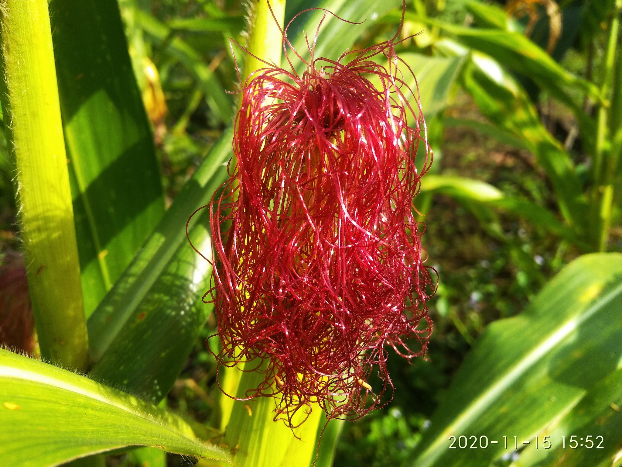 Rambut Buah Jagung 